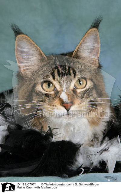 Maine Coon in Federn / Maine Coon with feather boa / SS-07071