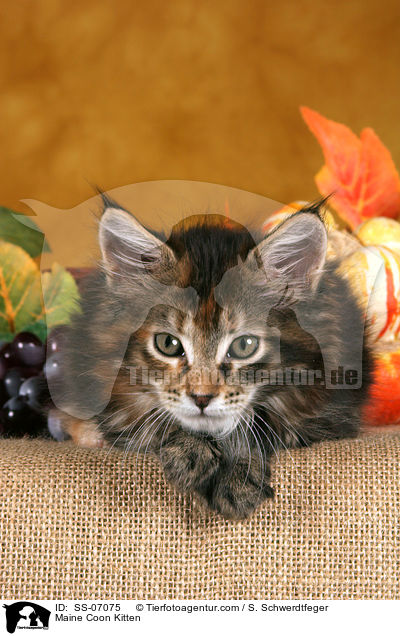 Maine Coon Ktzchen / Maine Coon Kitten / SS-07075