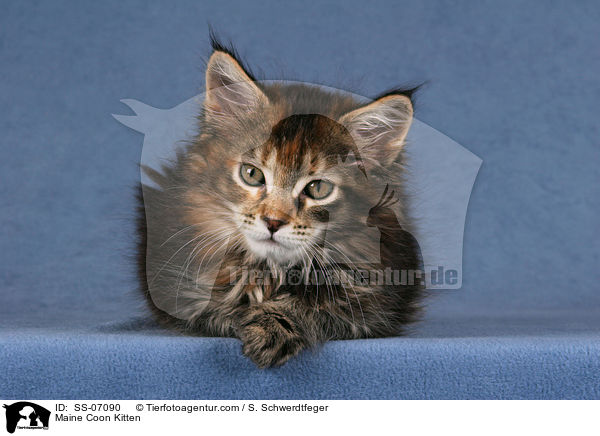 Maine Coon Ktzchen / Maine Coon Kitten / SS-07090