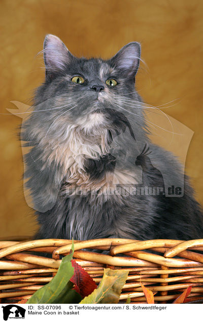 Maine Coon in Krbchen / Maine Coon in basket / SS-07096