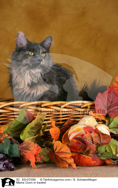 Maine Coon in Krbchen / Maine Coon in basket / SS-07099
