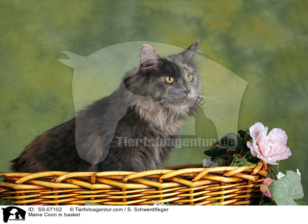 Maine Coon in Krbchen / Maine Coon in basket / SS-07102