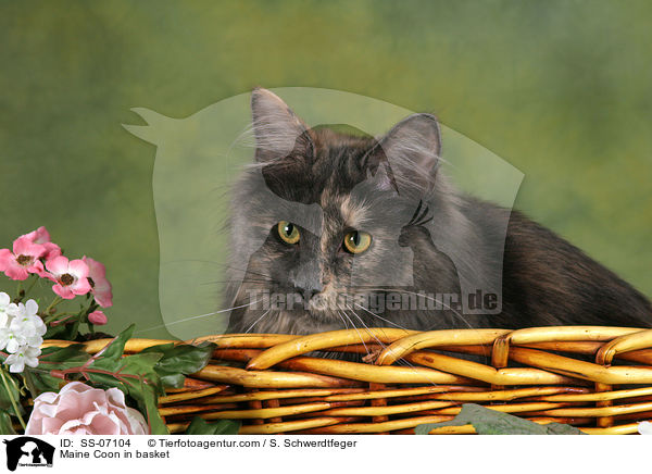 Maine Coon in Krbchen / Maine Coon in basket / SS-07104