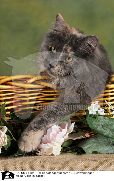 Maine Coon in Krbchen / Maine Coon in basket / SS-07105