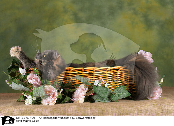 liegende Maine Coon / lying Maine Coon / SS-07106