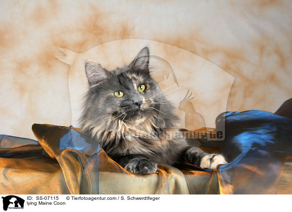 liegende Maine Coon / lying Maine Coon / SS-07115