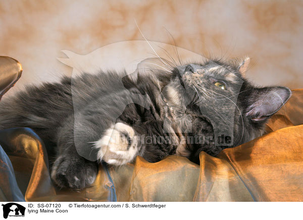 liegende Maine Coon / lying Maine Coon / SS-07120