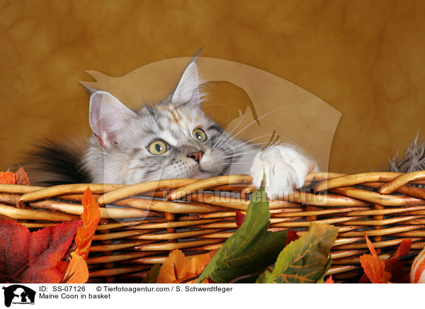 Maine Coon in Krbchen / Maine Coon in basket / SS-07126