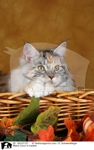 Maine Coon in Krbchen / Maine Coon in basket / SS-07127