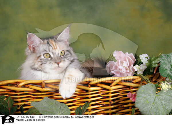 Maine Coon in Krbchen / Maine Coon in basket / SS-07130