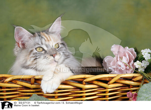 Maine Coon in Krbchen / Maine Coon in basket / SS-07131