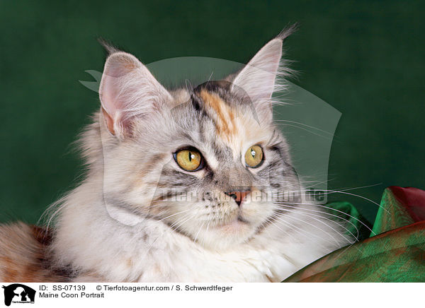 Maine Coon Portrait / Maine Coon Portrait / SS-07139