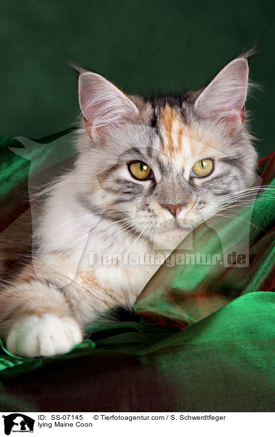 liegende Maine Coon / lying Maine Coon / SS-07145