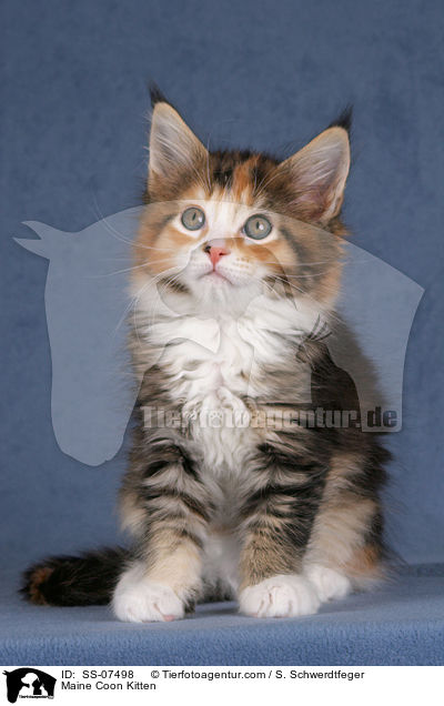 Maine Coon Ktzchen / Maine Coon Kitten / SS-07498