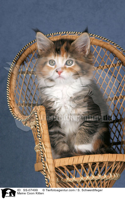 Maine Coon Ktzchen / Maine Coon Kitten / SS-07499