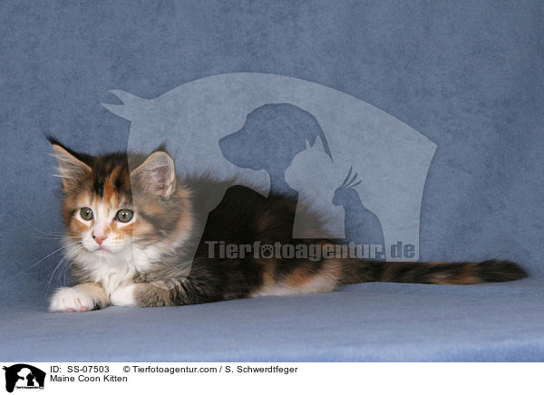 Maine Coon Ktzchen / Maine Coon Kitten / SS-07503