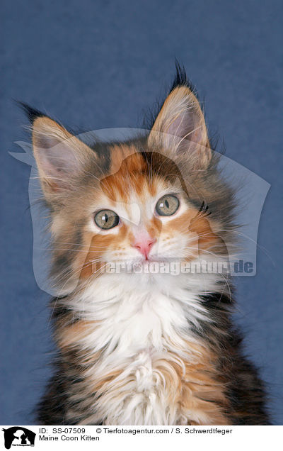 Maine Coon Ktzchen / Maine Coon Kitten / SS-07509