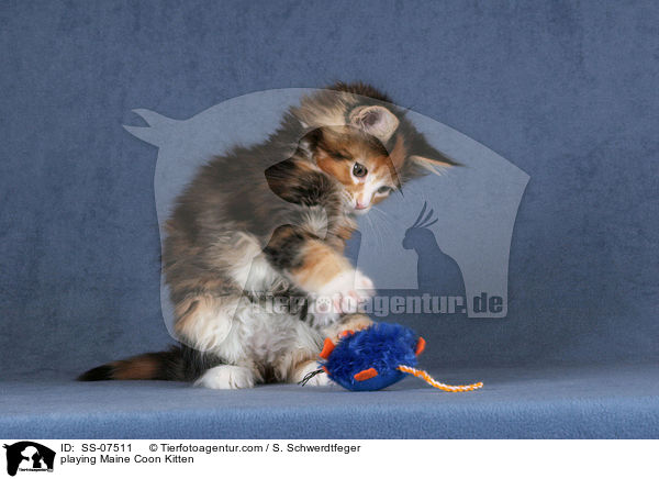 spielendes Maine Coon Ktzchen / playing Maine Coon Kitten / SS-07511