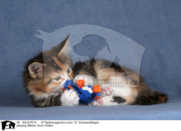 spielendes Maine Coon Ktzchen / playing Maine Coon Kitten / SS-07514