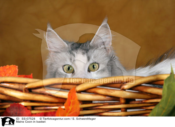 Maine Coon in Krbchen / Maine Coon in basket / SS-07528