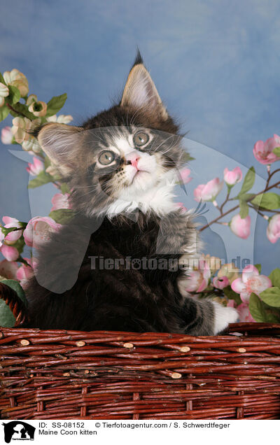 Maine Coon Ktzchen / Maine Coon kitten / SS-08152