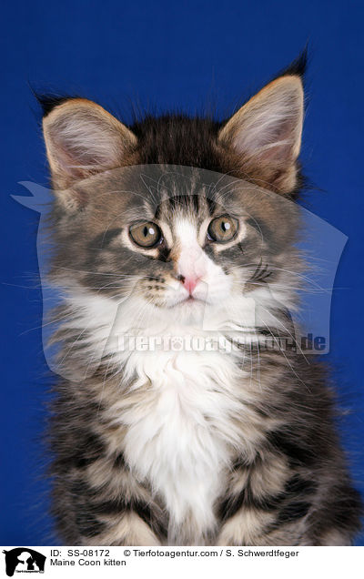 Maine Coon Ktzchen / Maine Coon kitten / SS-08172