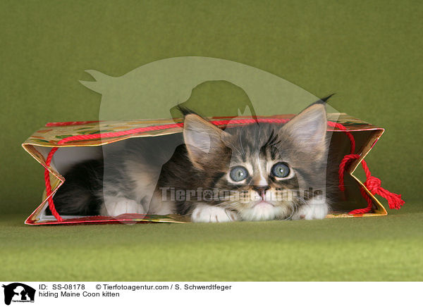 Maine Coon Ktzchen versteckt sich / hiding Maine Coon kitten / SS-08178