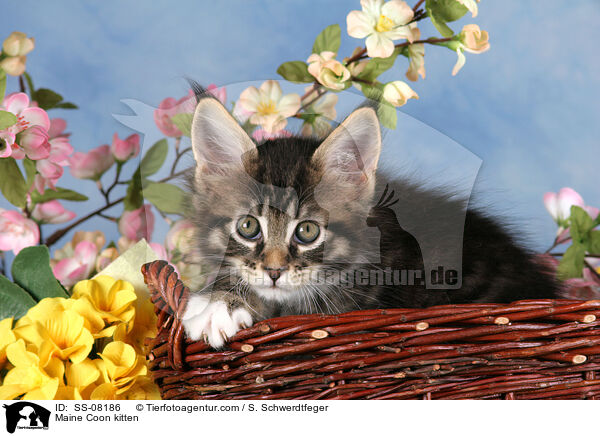 Maine Coon Ktzchen / Maine Coon kitten / SS-08186