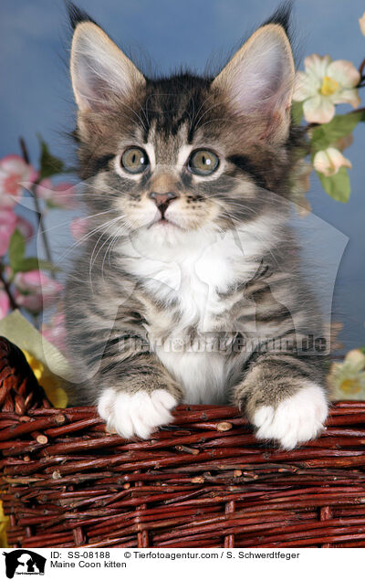 Maine Coon Ktzchen / Maine Coon kitten / SS-08188