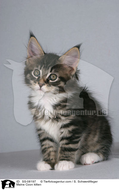 Maine Coon Ktzchen / Maine Coon kitten / SS-08197