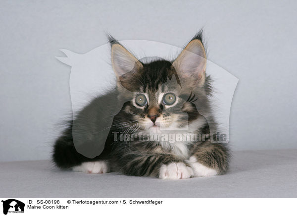 Maine Coon Ktzchen / Maine Coon kitten / SS-08198