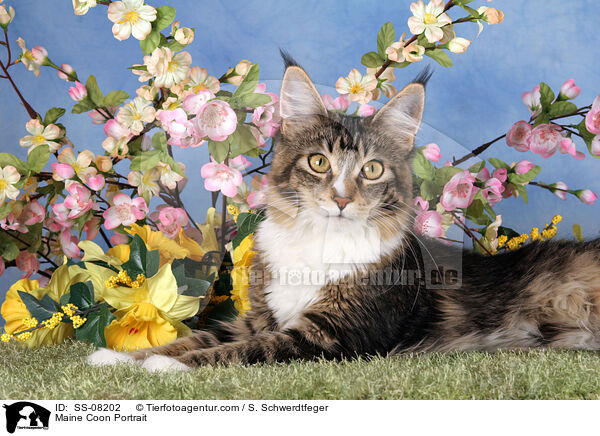 liegende Maine Coon / Maine Coon Portrait / SS-08202