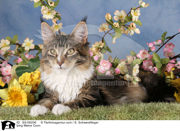 liegende Maine Coon / lying Maine Coon / SS-08206