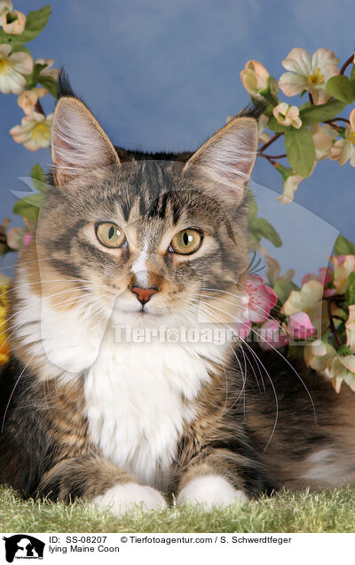 liegende Maine Coon / lying Maine Coon / SS-08207