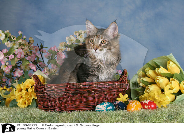 junge Maine Coon an Ostern / young Maine Coon at Easter / SS-08223
