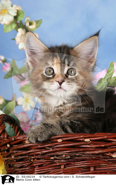 Maine Coon Ktzchen / Maine Coon kitten / SS-08234