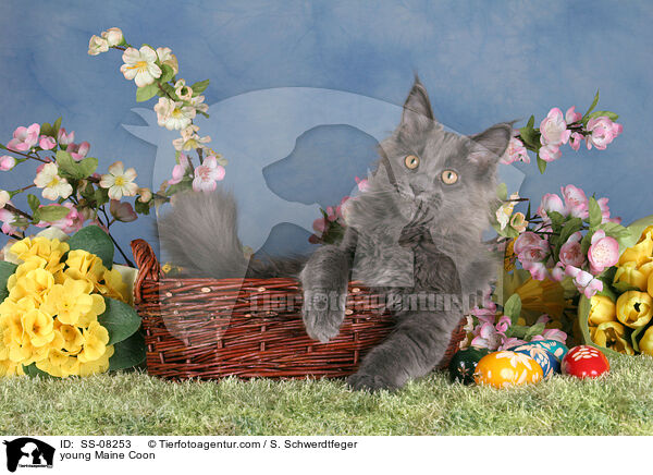 junge Maine Coon / young Maine Coon / SS-08253