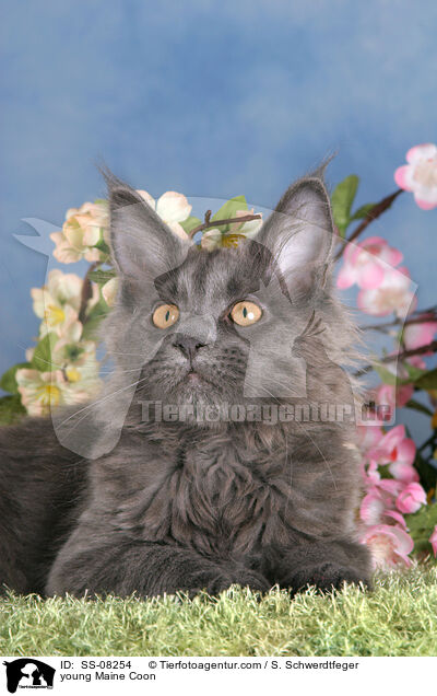 junge Maine Coon / young Maine Coon / SS-08254