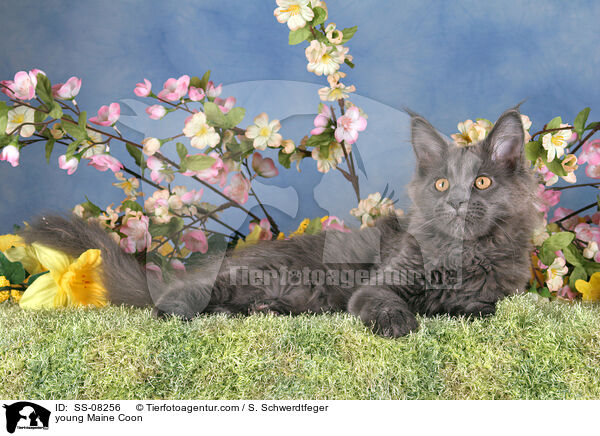junge Maine Coon / young Maine Coon / SS-08256