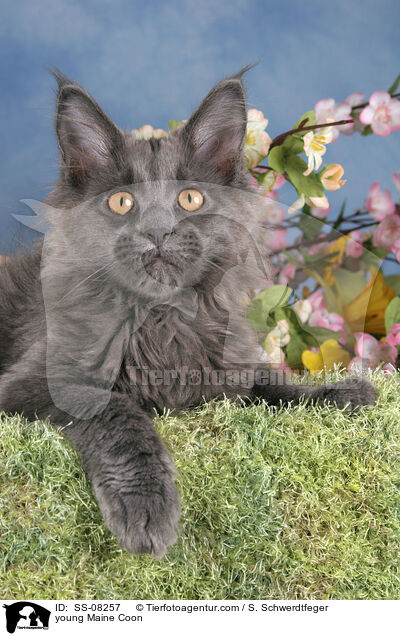 junge Maine Coon / young Maine Coon / SS-08257