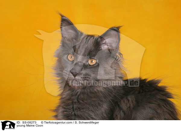 junge Maine Coon / young Maine Coon / SS-08273