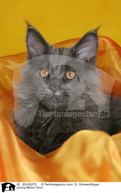 junge Maine Coon / young Maine Coon / SS-08275