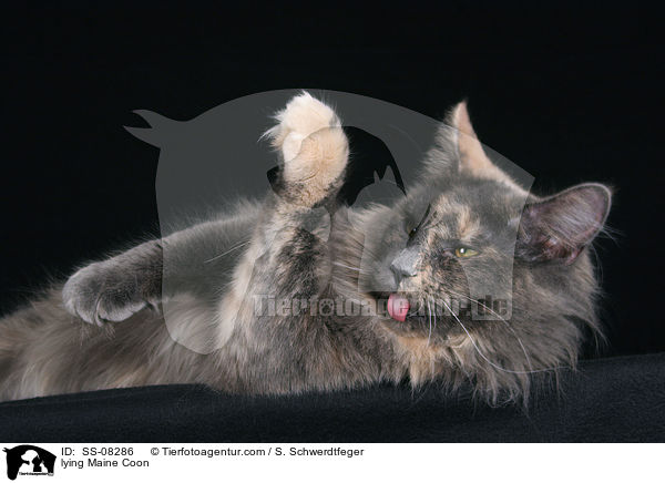 liegende Maine Coon / lying Maine Coon / SS-08286