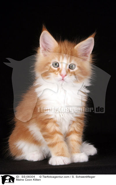 Maine Coon Ktzchen / Maine Coon Kitten / SS-08304