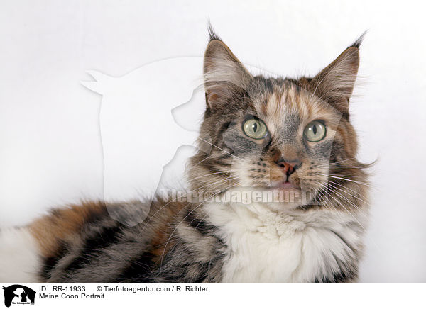 Maine Coon Portrait / Maine Coon Portrait / RR-11933