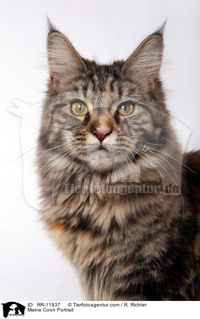 Maine Coon Portrait / Maine Coon Portrait / RR-11937