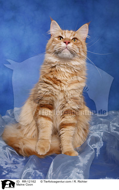 Maine Coon / Maine Coon / RR-12162