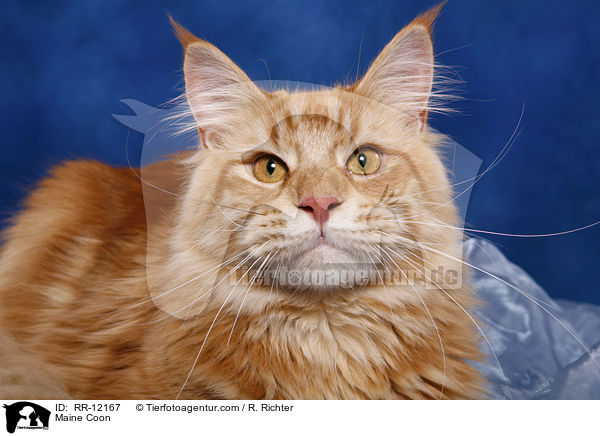 Maine Coon / Maine Coon / RR-12167