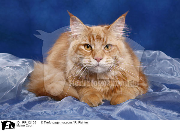 Maine Coon / Maine Coon / RR-12169