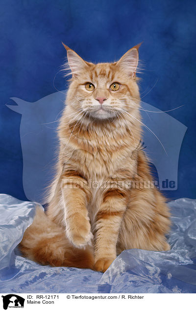 Maine Coon / Maine Coon / RR-12171